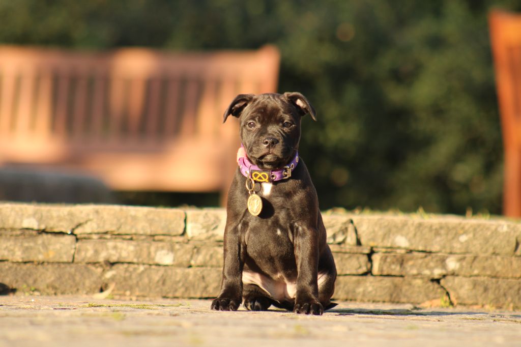 Valentina heartbreaker De Rockstar Dog