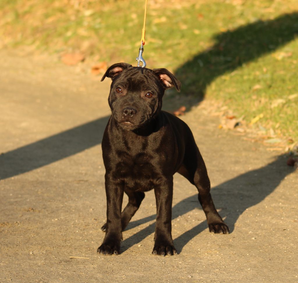 Voodoo black magic De Rockstar Dog