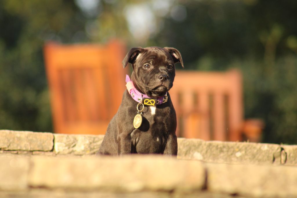 Valentina heartbreaker De Rockstar Dog