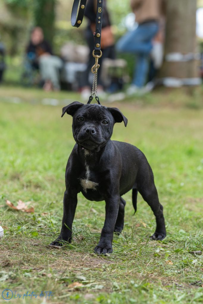 Veritable diamond black De Rockstar Dog