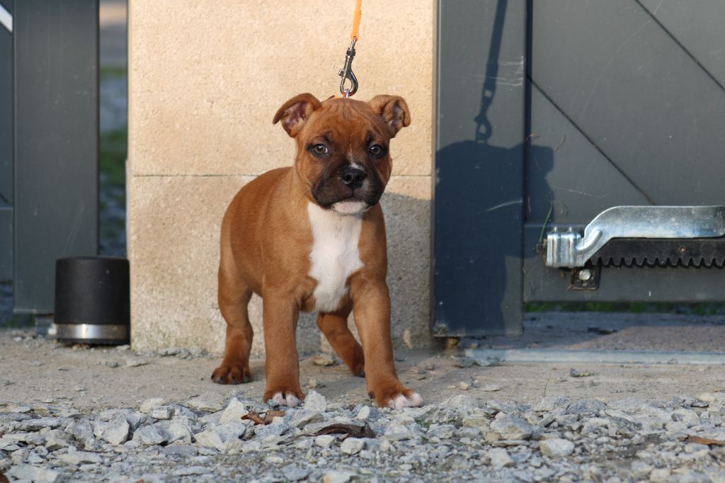 De Rockstar Dog - Chiot disponible  - Staffordshire Bull Terrier