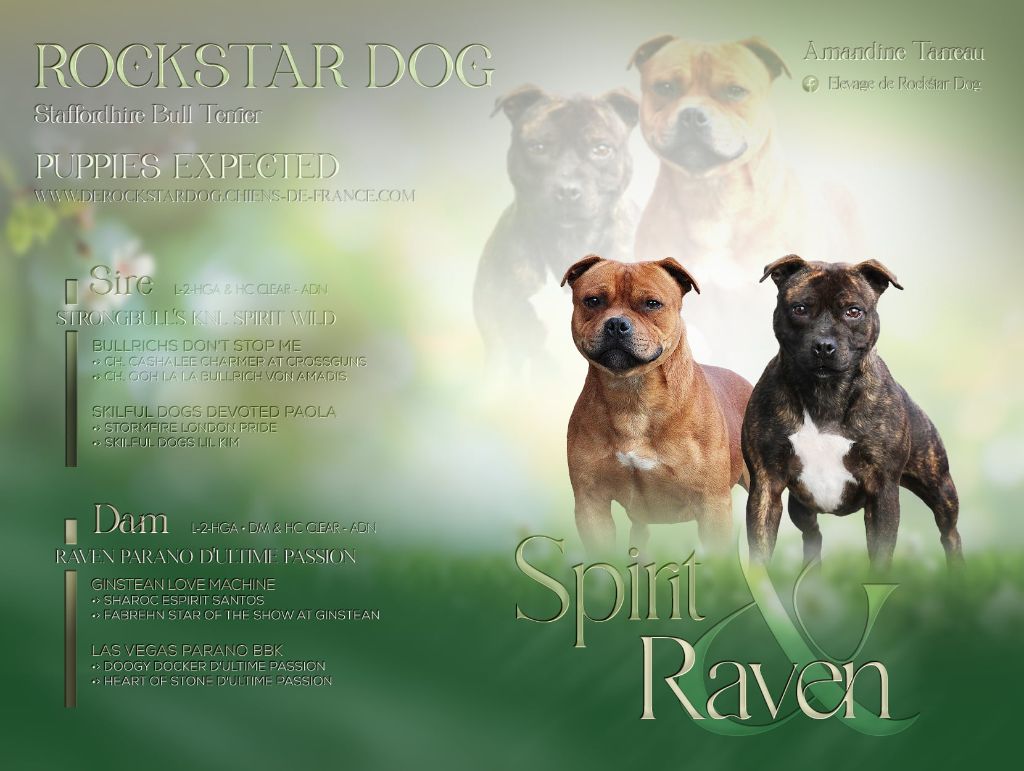 De Rockstar Dog - Chiot disponible  - Staffordshire Bull Terrier