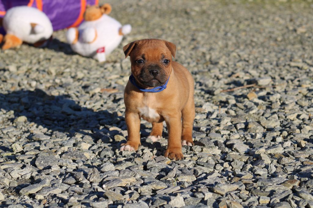 De Rockstar Dog - Chiot disponible  - Staffordshire Bull Terrier