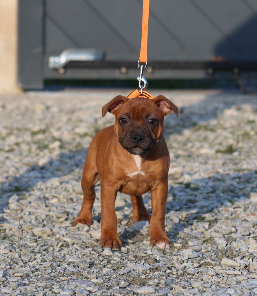 De Rockstar Dog - Chiot disponible  - Staffordshire Bull Terrier