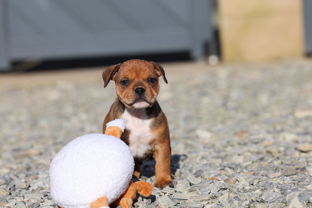 De Rockstar Dog - Chiot disponible  - Staffordshire Bull Terrier