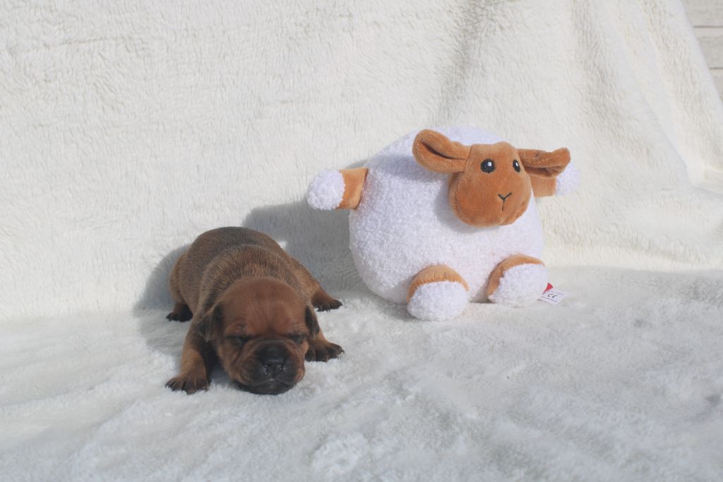 De Rockstar Dog - Chiot disponible  - Staffordshire Bull Terrier