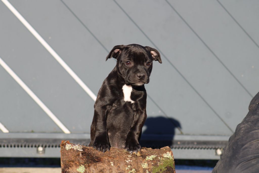 De Rockstar Dog - Chiot disponible  - Staffordshire Bull Terrier