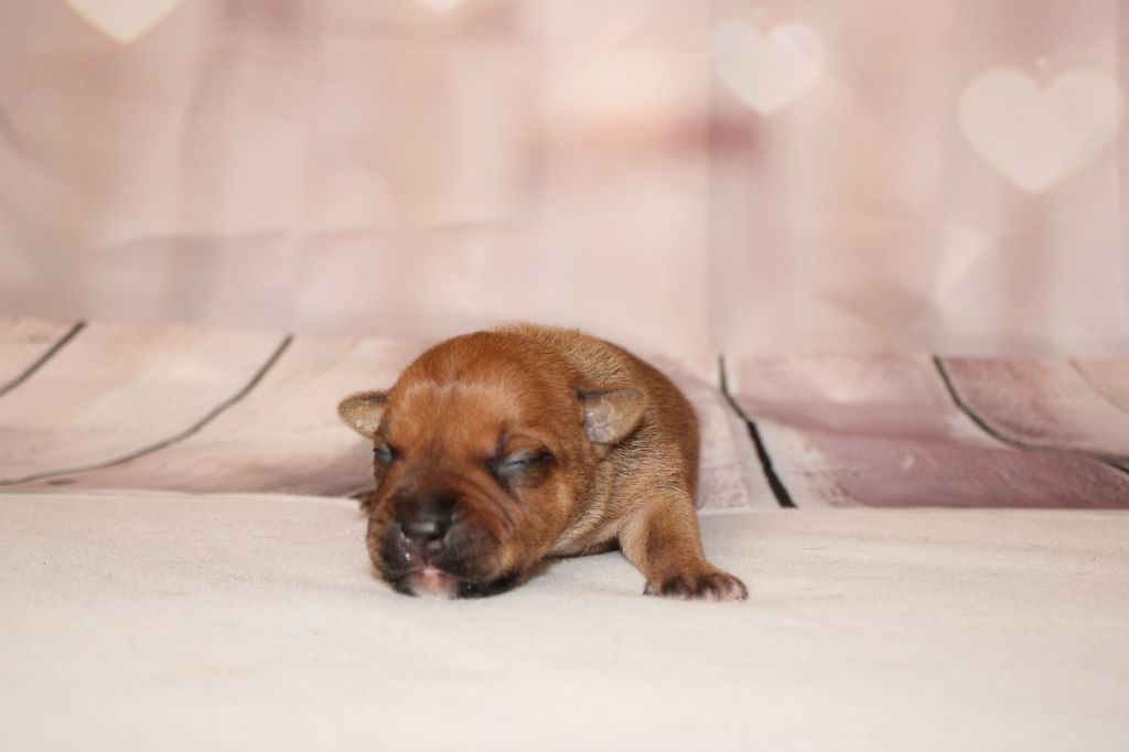 De Rockstar Dog - Chiot disponible  - Staffordshire Bull Terrier