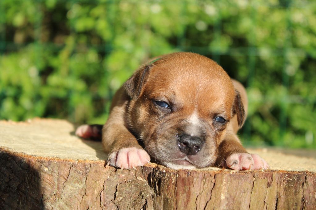 De Rockstar Dog - Chiot disponible  - Staffordshire Bull Terrier