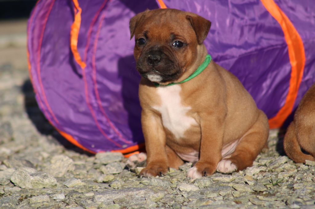 De Rockstar Dog - Chiot disponible  - Staffordshire Bull Terrier