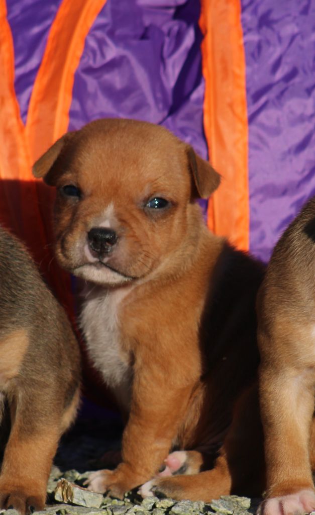 De Rockstar Dog - Chiot disponible  - Staffordshire Bull Terrier