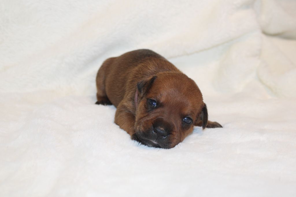 De Rockstar Dog - Chiot disponible  - Staffordshire Bull Terrier