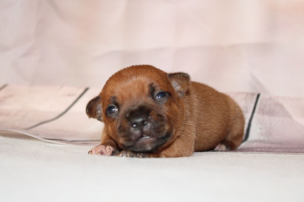 De Rockstar Dog - Chiot disponible  - Staffordshire Bull Terrier