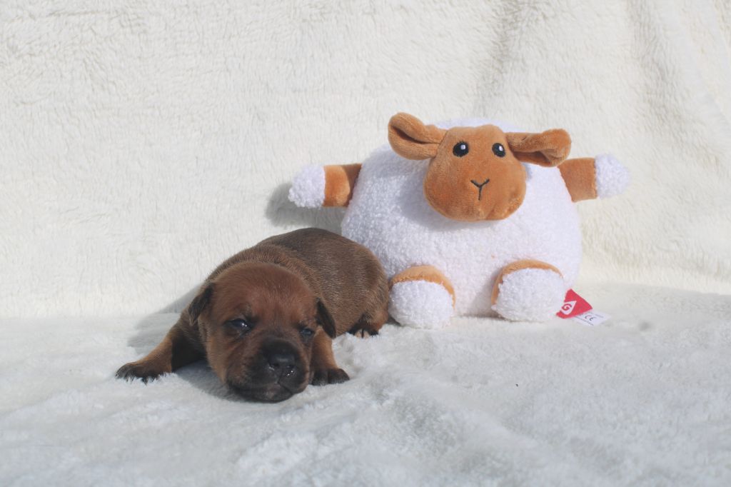 De Rockstar Dog - Chiot disponible  - Staffordshire Bull Terrier