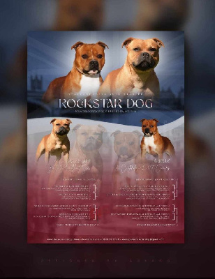 De Rockstar Dog - Staffordshire Bull Terrier - Portée née le 27/03/2024