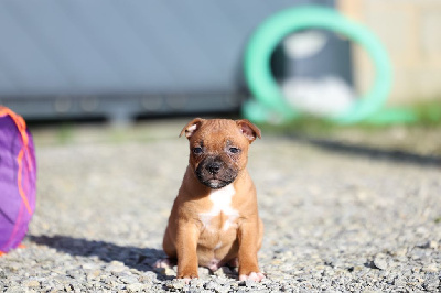 De Rockstar Dog - Staffordshire Bull Terrier - Portée née le 10/12/2024