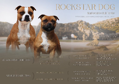 De Rockstar Dog - Staffordshire Bull Terrier - Portée née le 10/09/2024