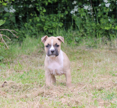 De Rockstar Dog - American Staffordshire Terrier - Portée née le 12/03/2024