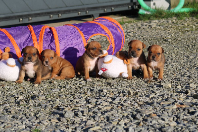 De Rockstar Dog - Staffordshire Bull Terrier - Portée née le 15/12/2024