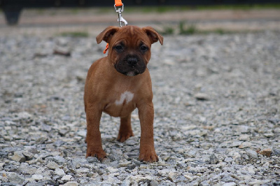 De Rockstar Dog - Staffordshire Bull Terrier - Portée née le 03/09/2024