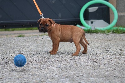 CHIOT COLLIER ROUGE