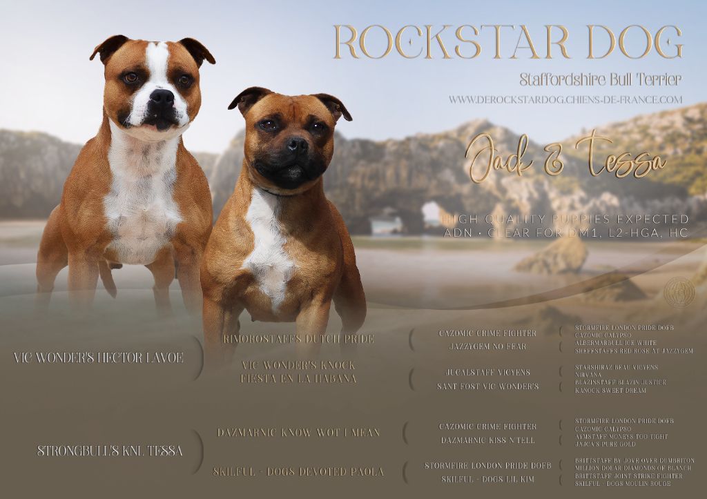 chiot Staffordshire Bull Terrier De Rockstar Dog