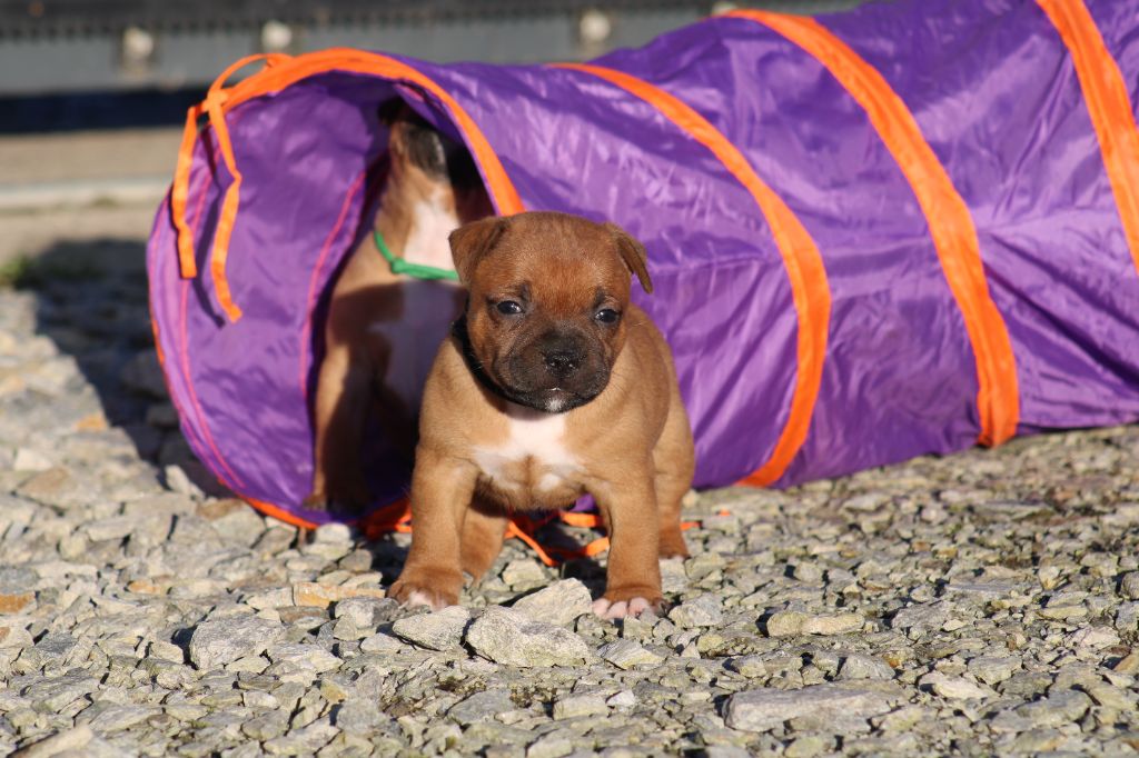 De Rockstar Dog - Chiot disponible  - Staffordshire Bull Terrier