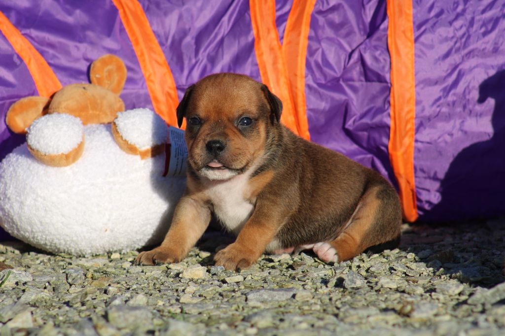 De Rockstar Dog - Chiot disponible  - Staffordshire Bull Terrier