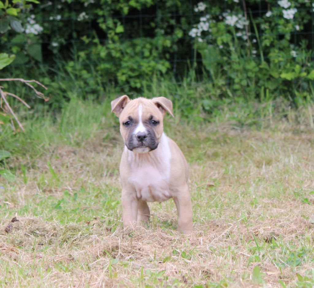De Rockstar Dog - Chiot disponible  - American Staffordshire Terrier