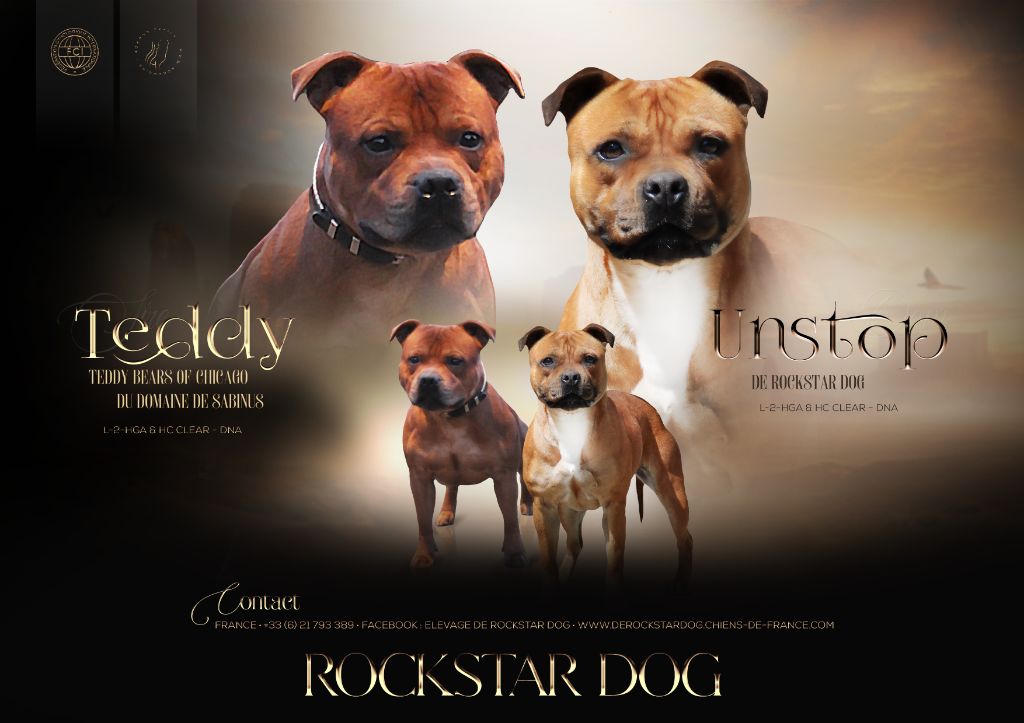 chiot Staffordshire Bull Terrier De Rockstar Dog