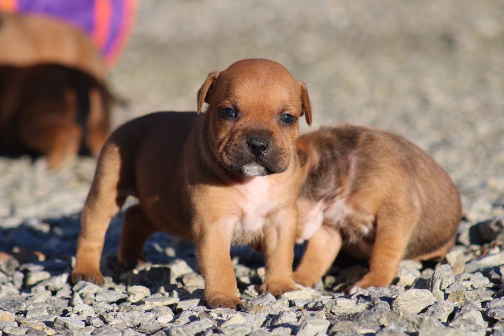 De Rockstar Dog - Chiot disponible  - Staffordshire Bull Terrier