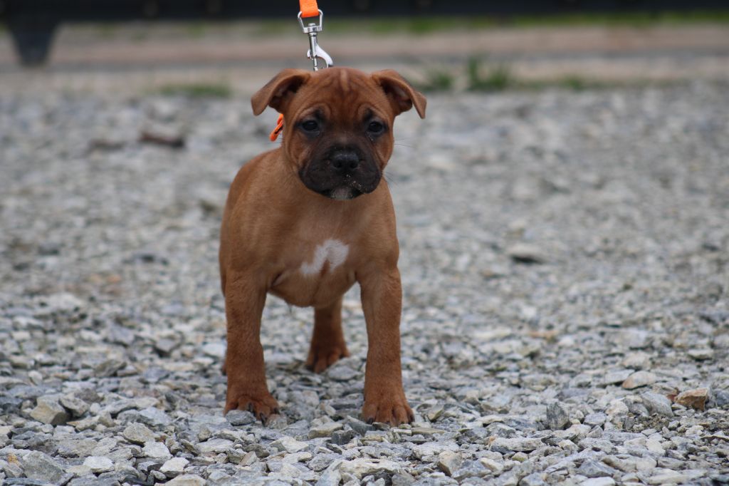 De Rockstar Dog - Chiot disponible  - Staffordshire Bull Terrier