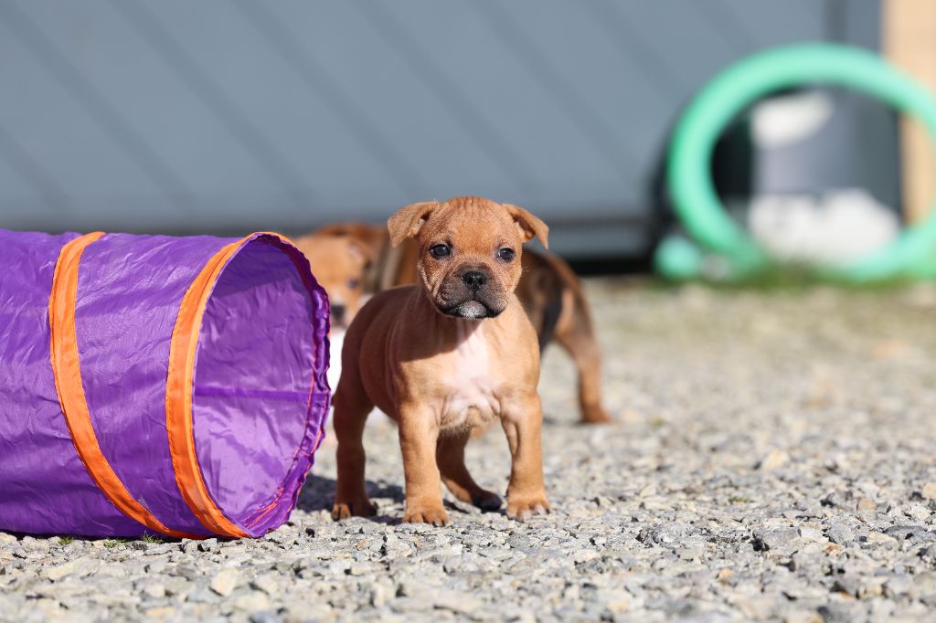 De Rockstar Dog - Chiot disponible  - Staffordshire Bull Terrier