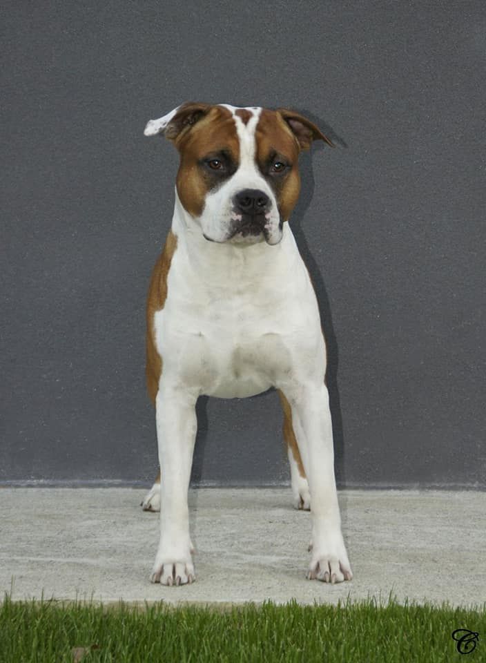 Legend of fraja De Rockstar Dog