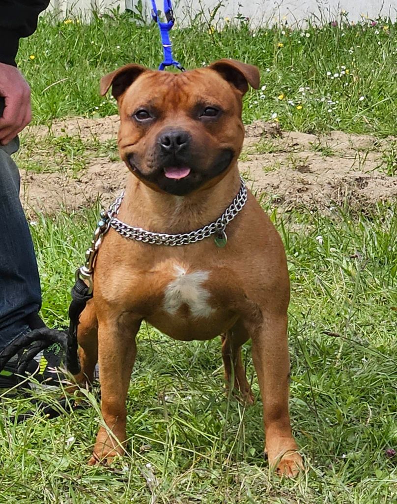 Sunny boy De Rockstar Dog