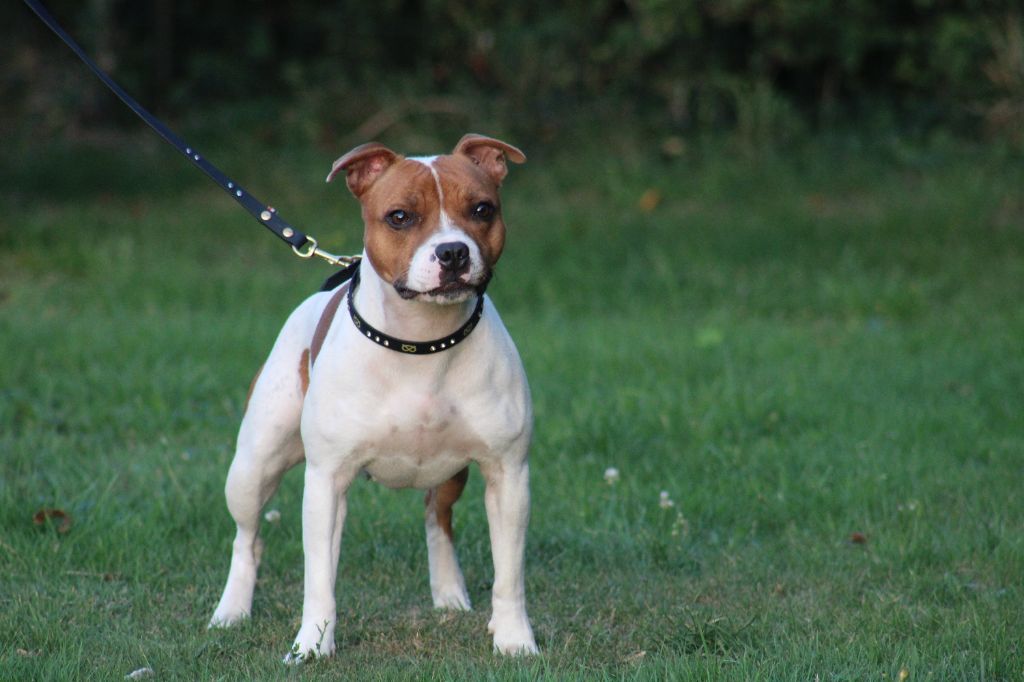 Touch of gold De Rockstar Dog