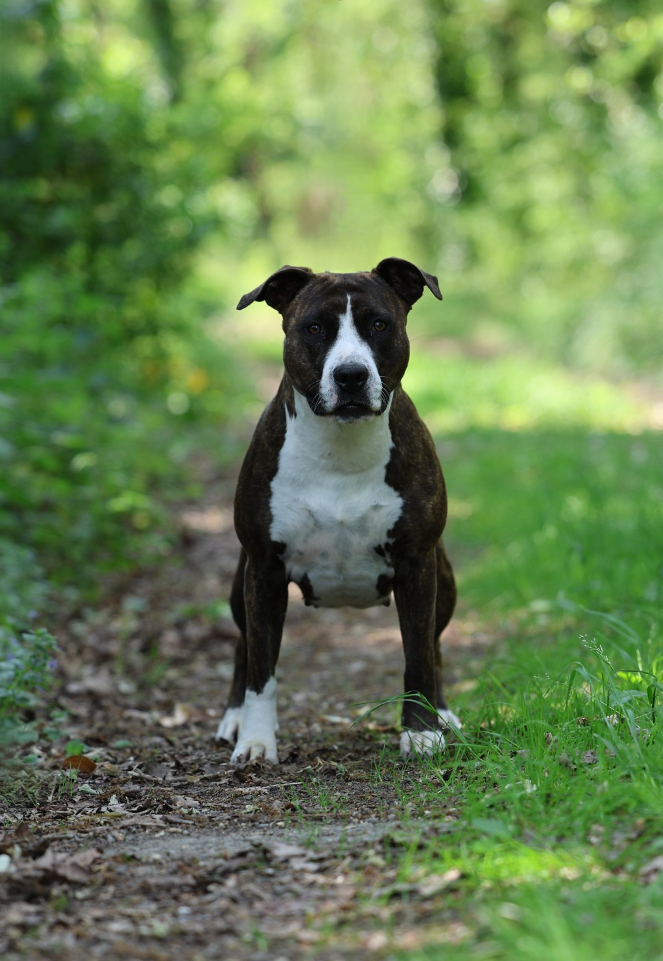 Ultra dark temptation De Rockstar Dog