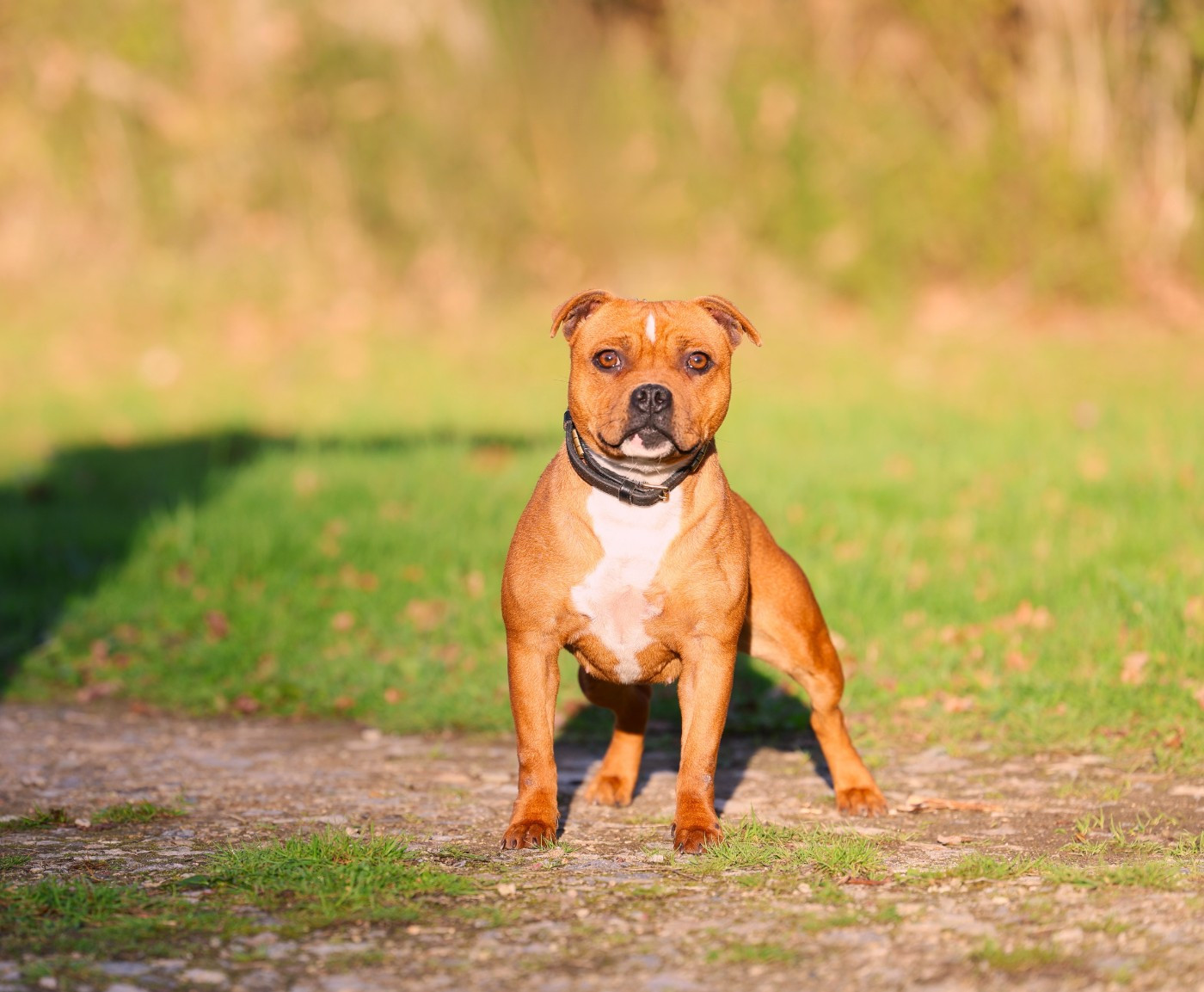 Vida loca De Rockstar Dog