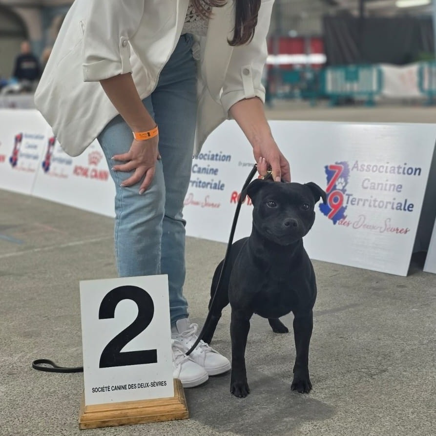 Velvet darkness De Rockstar Dog