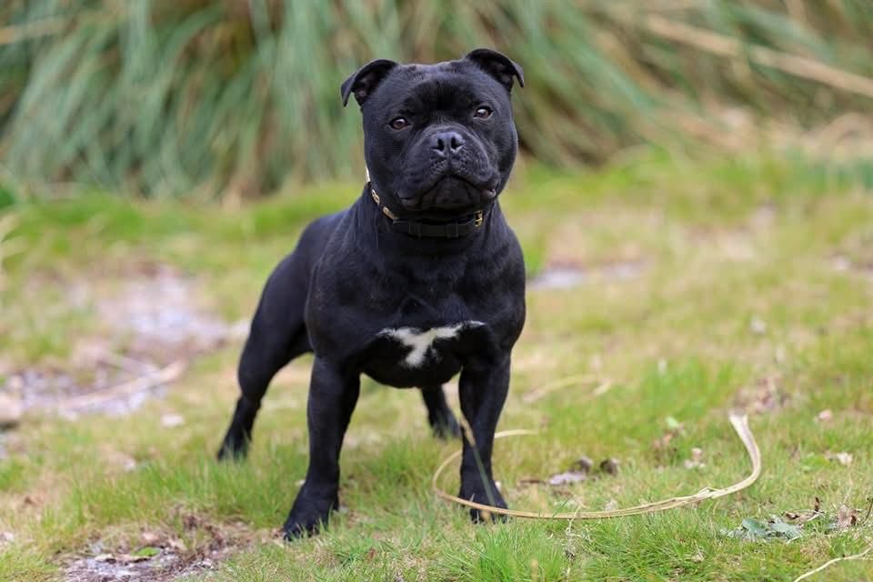 Vulcain canaille De Rockstar Dog
