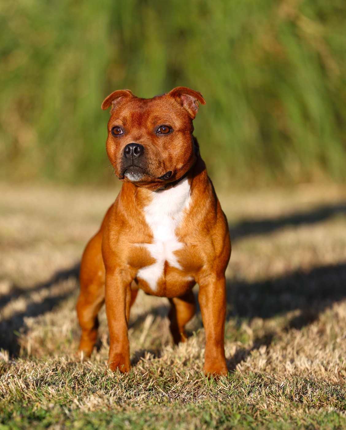 ALL STAR GAME De Rockstar Dog