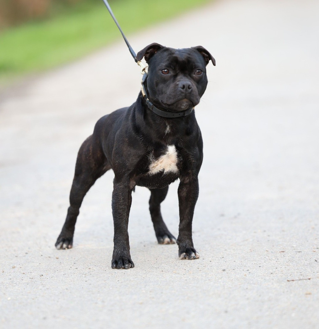 Apocalypse Bad Romance De Rockstar Dog