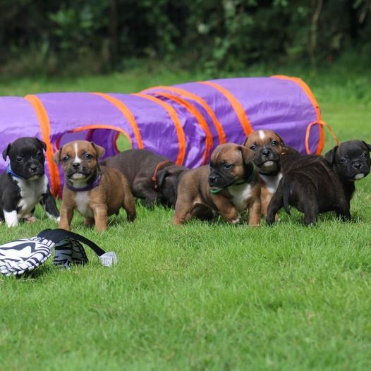 Chiots Staffie 2025