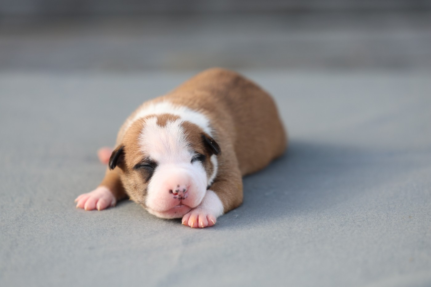 Des chiots Amstaff disponibleS pour mi avril 2026 !!