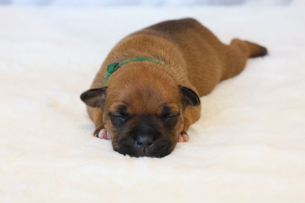 De Rockstar Dog - Chiots disponibles - Staffordshire Bull Terrier