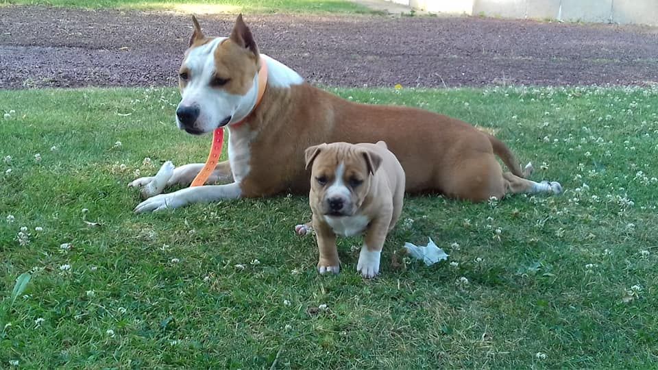 De Rockstar Dog - American Staffordshire Terrier - Portée née le 30/05/2018