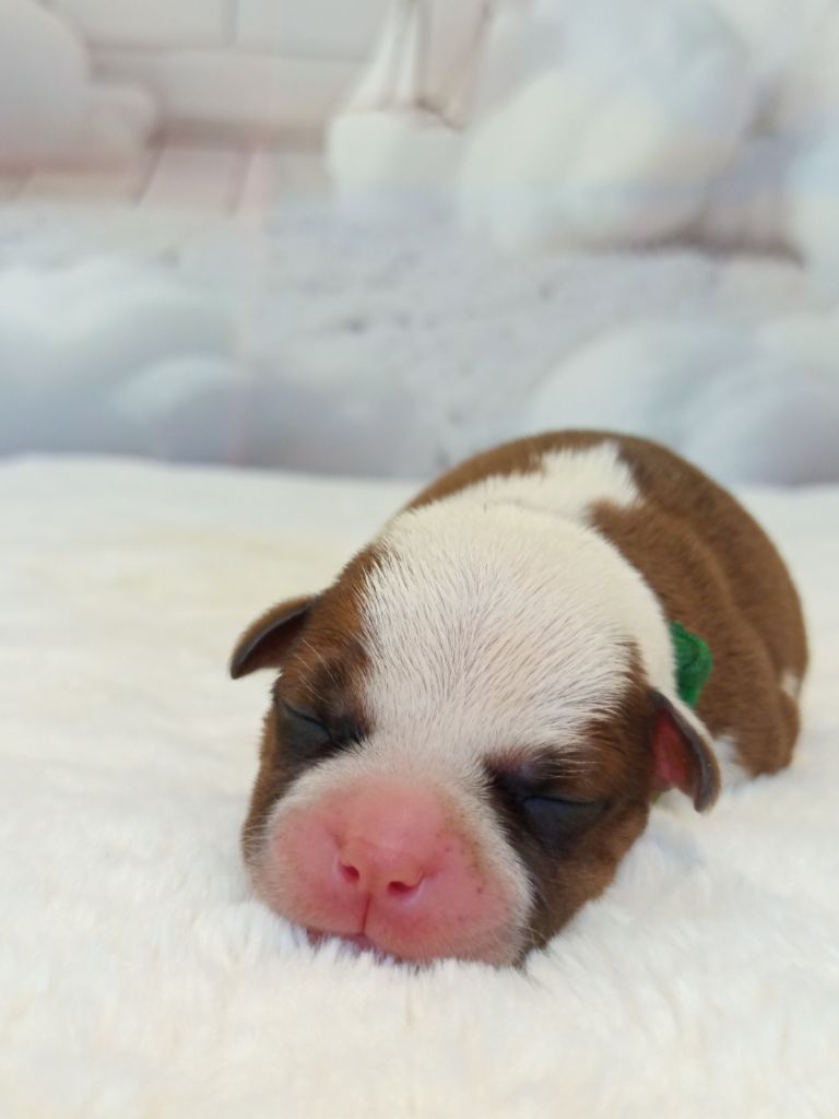 De Rockstar Dog - Chiots disponibles - Staffordshire Bull Terrier