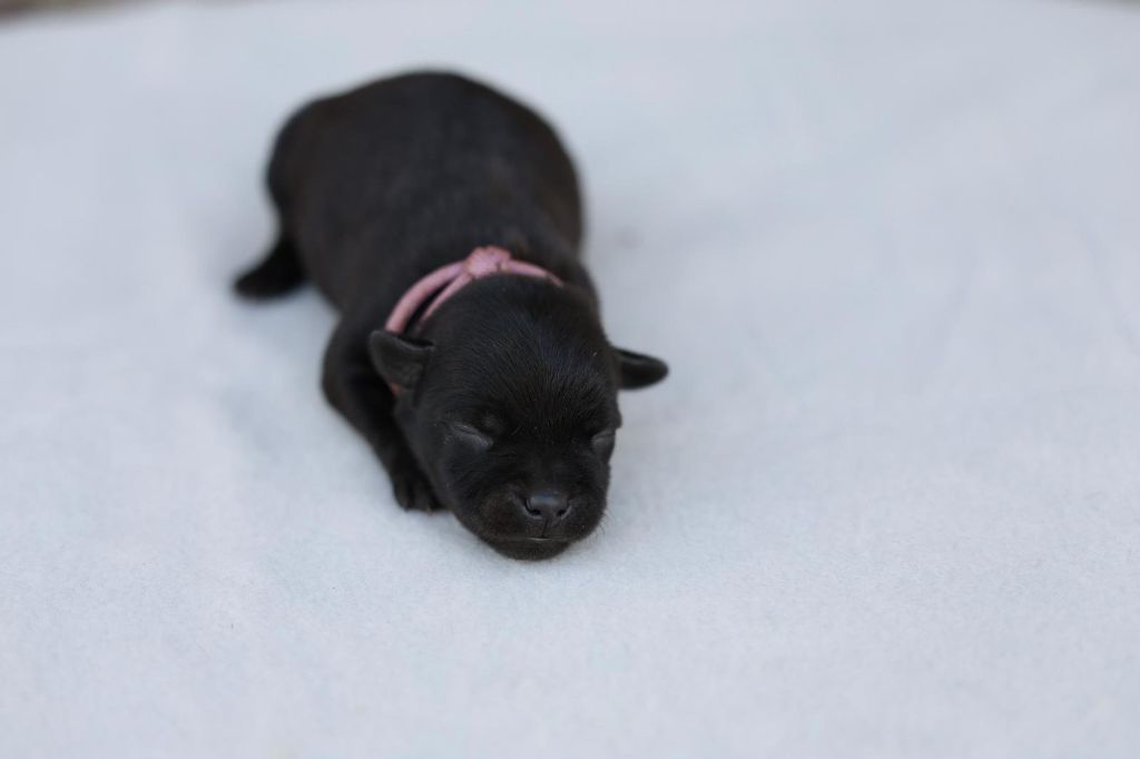 De Rockstar Dog - Chiots disponibles - Staffordshire Bull Terrier