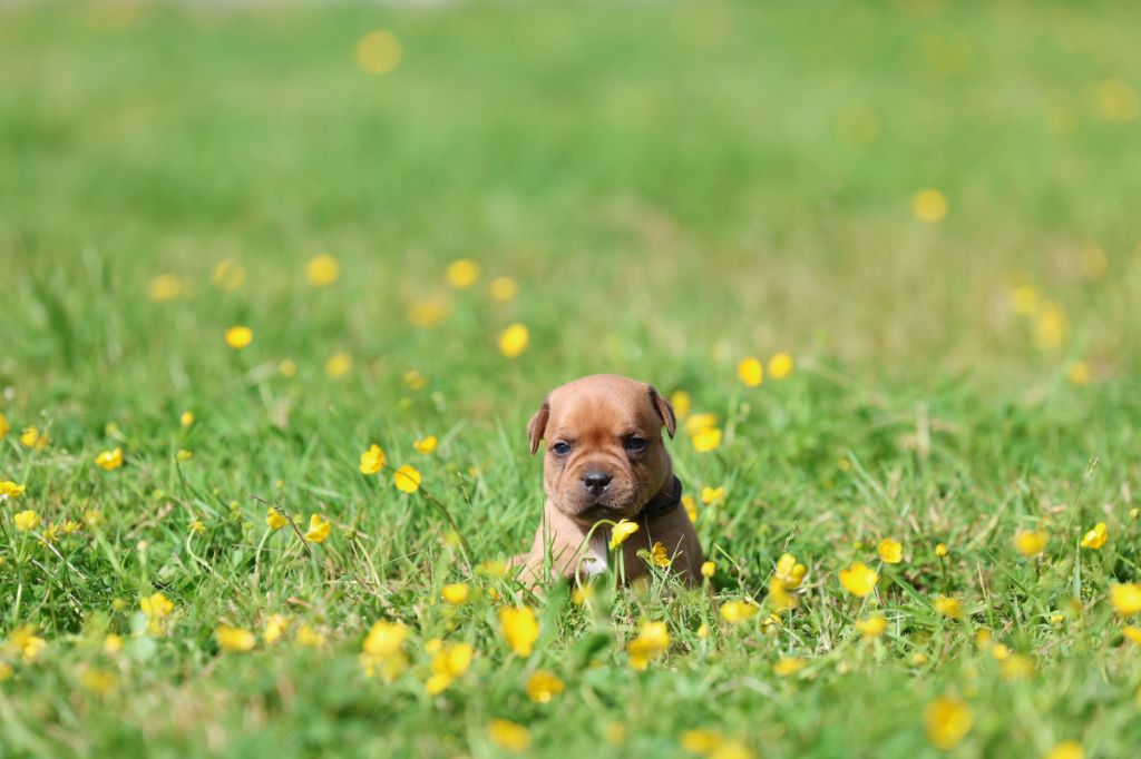 De Rockstar Dog - Chiots disponibles - Staffordshire Bull Terrier