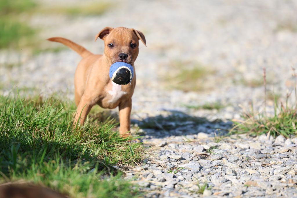 De Rockstar Dog - Chiots disponibles - Staffordshire Bull Terrier